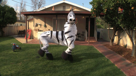 Zebra-dance_medium
