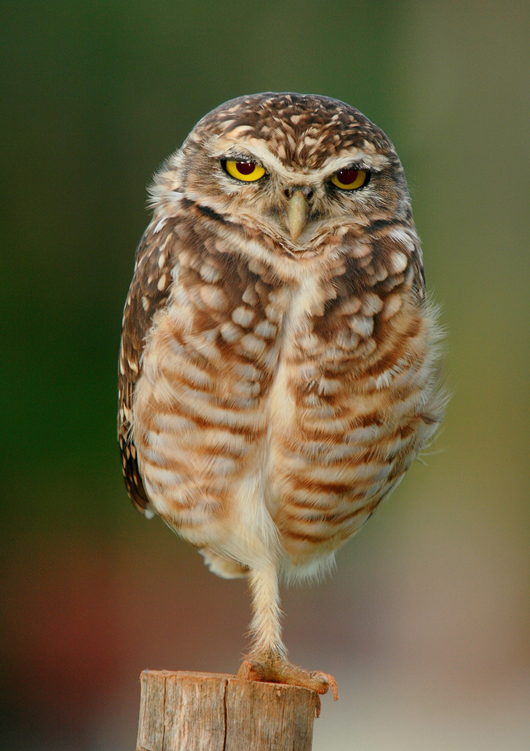 Burrowing_owl