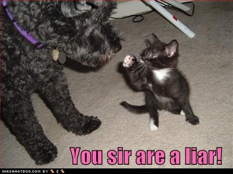 Funny-dog-pictures-you-sir-are-a-liar_medium