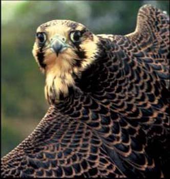 American-peregrine-falcon-craig-koppie_medium