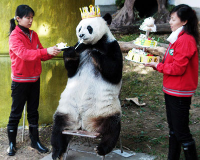 Happy-birthday-panda_medium