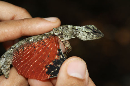 Tiny-dragon-lizard-indonesia-photo2_medium