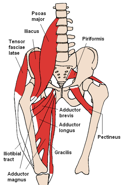 400px-anterior_hip_muscles_2_png_medium