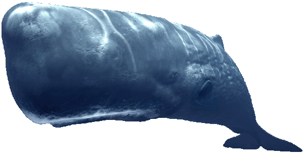 Sperm_Whale