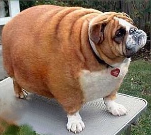 Fat-dog_medium