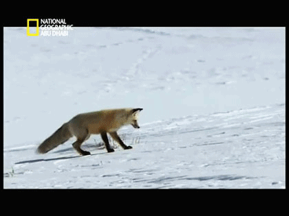 Fox-jump-funny-fail-gif1_medium
