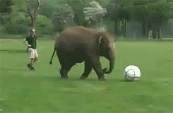 Elephant-playing-soccer-gif_medium