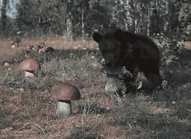 Bear-gifs-mushroom_medium