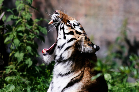 9-roaring-tiger-98_medium