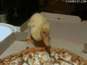 005-funny-animal-gifs-baby-duck-eating-pizza_medium