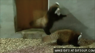 Red-panda-ambush-o_medium