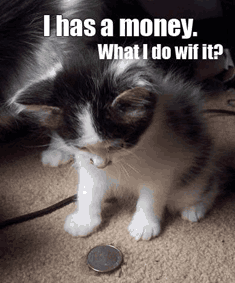 Money_cat_medium