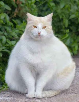 Fat-cat_medium
