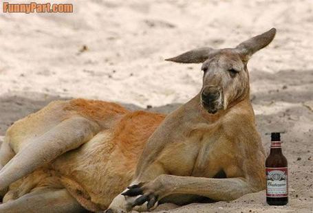 Funnypart-com-drunk_kangaroo_medium