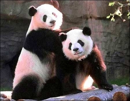 Pandas_medium
