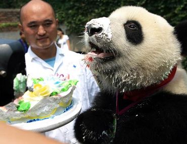 Panda_cake_medium