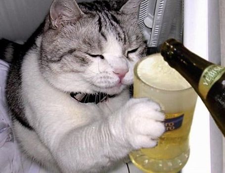 Cat_drinking_beer-12950_medium