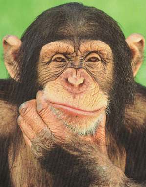 chimpanzeethinking