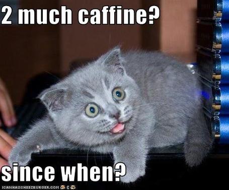 Funny-pictures-kitten-has-had-too-much-caffeine_medium